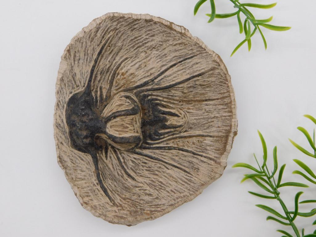 DICRANUS HAMATAS ELEGANTUS TRILOBITE FOSSIL ROCK STONE LAPIDARY SPECIMEN: DICRANUS HAMATAS ELEGANTUS TRILOBITE FOSSIL ROCK STONE LAPIDARY SPECIMEN