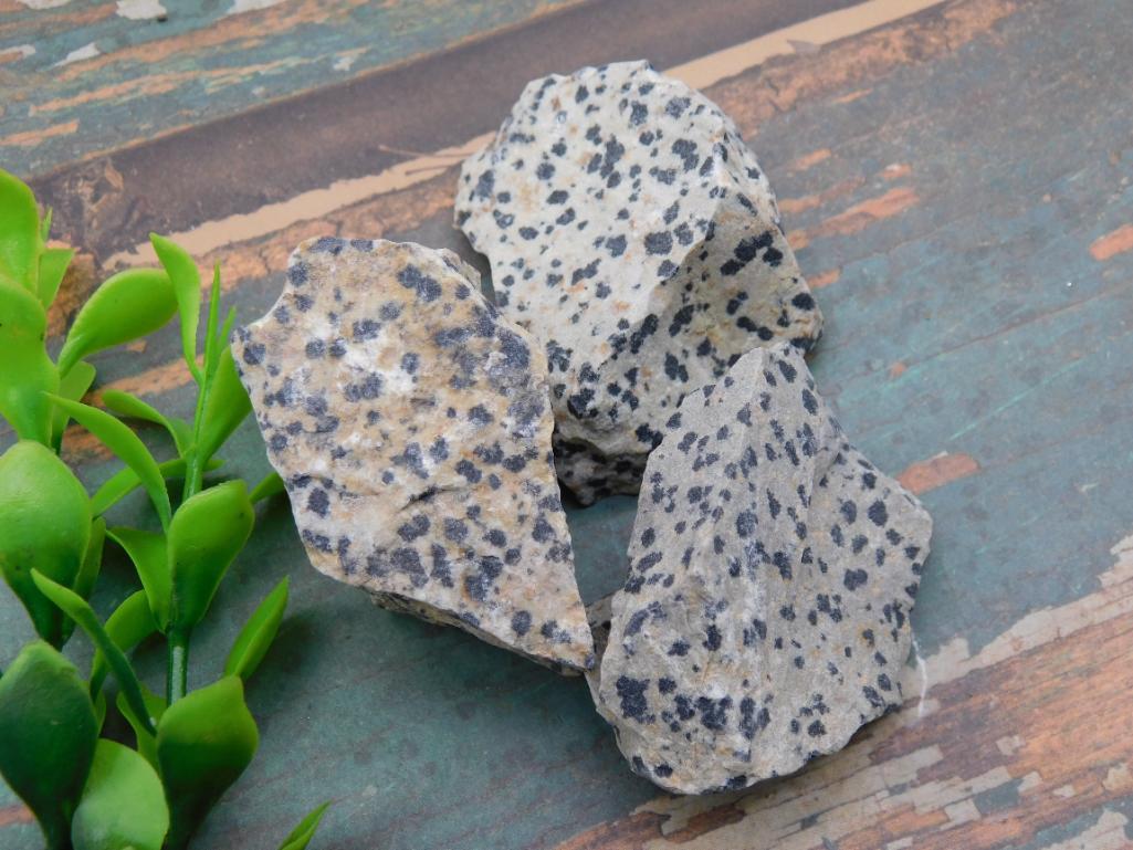 DALMATION JASPER ROCK STONE LAPIDARY SPECIMEN: DALMATION JASPER ROCK STONE LAPIDARY SPECIMEN