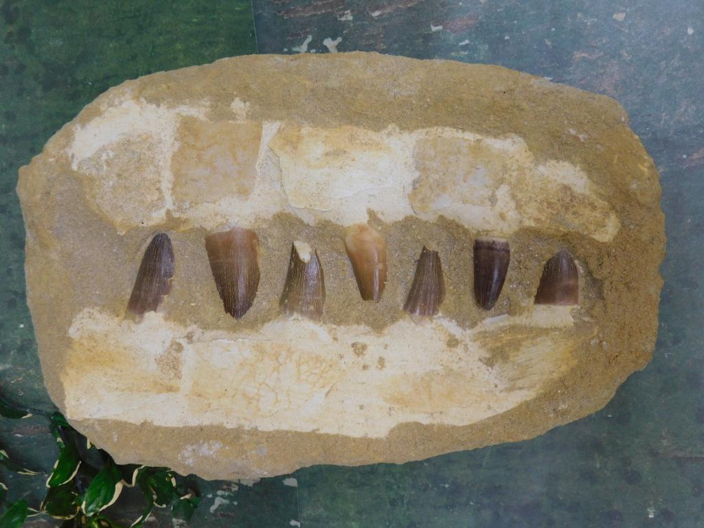 MOSASAUR FOSSIL ROCK STONE LAPIDARY SPECIMEN (1 of 2)