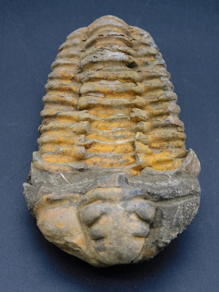 TRILOBITE FOSSIL ROCK STONE LAPIDARY SPECIMEN: TRILOBITE FOSSIL ROCK STONE LAPIDARY SPECIMEN