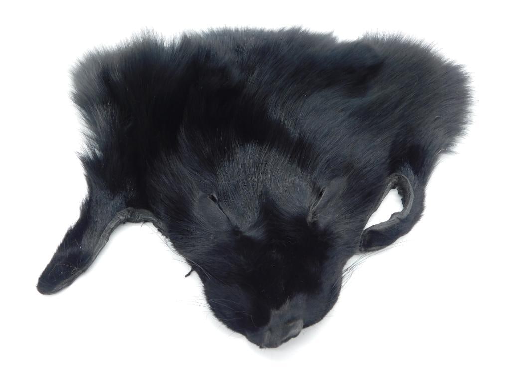 BLACK COYOTE HEAD PELT TAXIDERMY VINTAGE ANTIQUE (1 of 2)