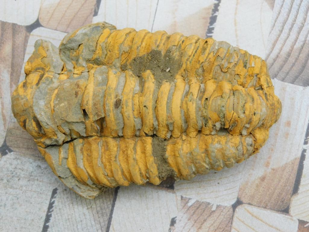 TRILOBITE FOSSIL ROCK STONE LAPIDARY SPECIMEN: TRILOBITE FOSSIL ROCK STONE LAPIDARY SPECIMEN