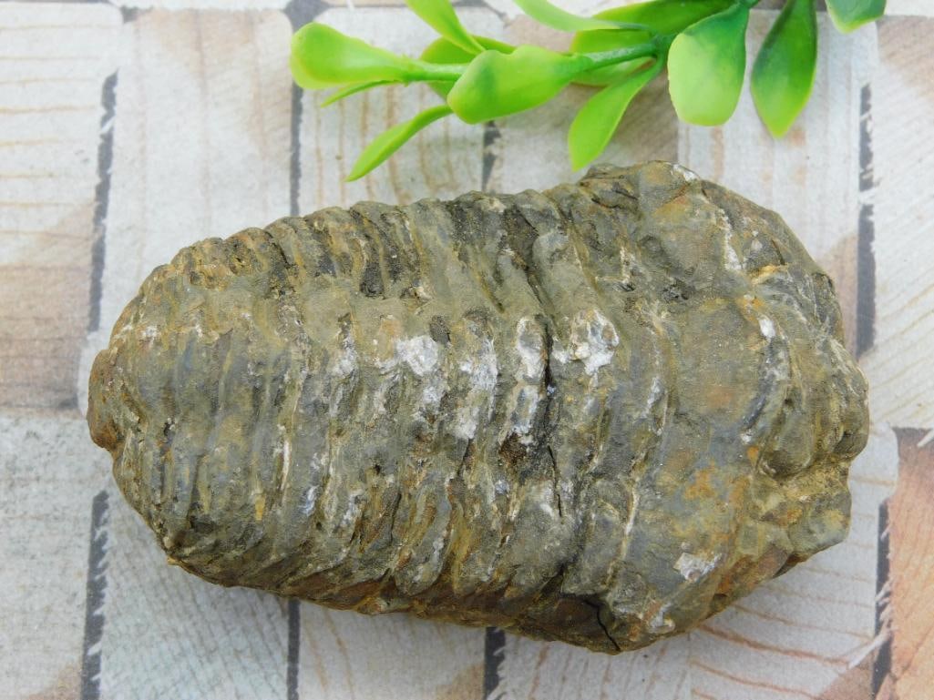 TRILOBITE FOSSIL ROCK STONE LAPIDARY SPECIMEN: TRILOBITE FOSSIL ROCK STONE LAPIDARY SPECIMEN