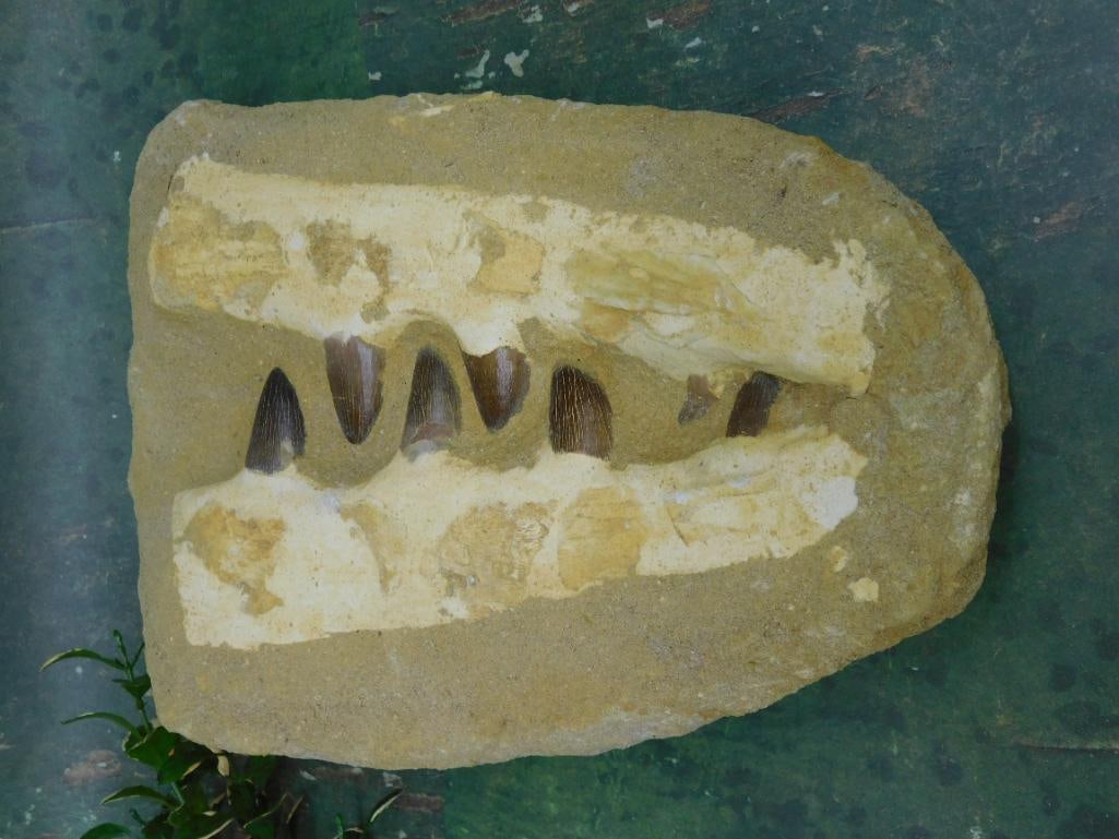 MOSASAUR FOSSIL ROCK STONE LAPIDARY SPECIMEN: MOSASAUR FOSSIL ROCK STONE LAPIDARY SPECIMEN