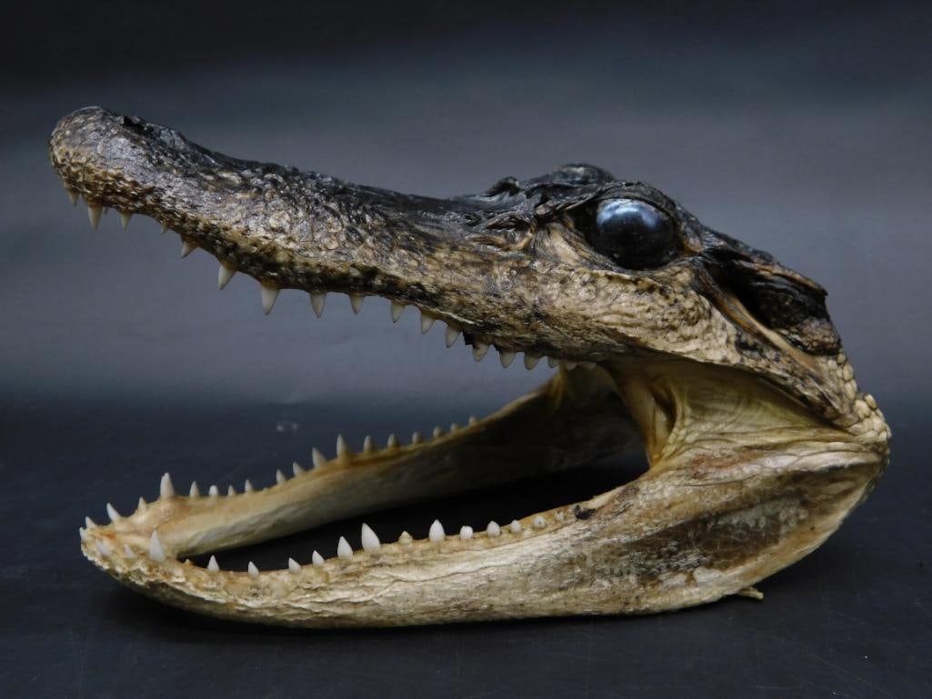 ALLIGATOR HEAD TAXIDERMY ROCK STONE LAPIDARY SPECIMEN (1 of 3)