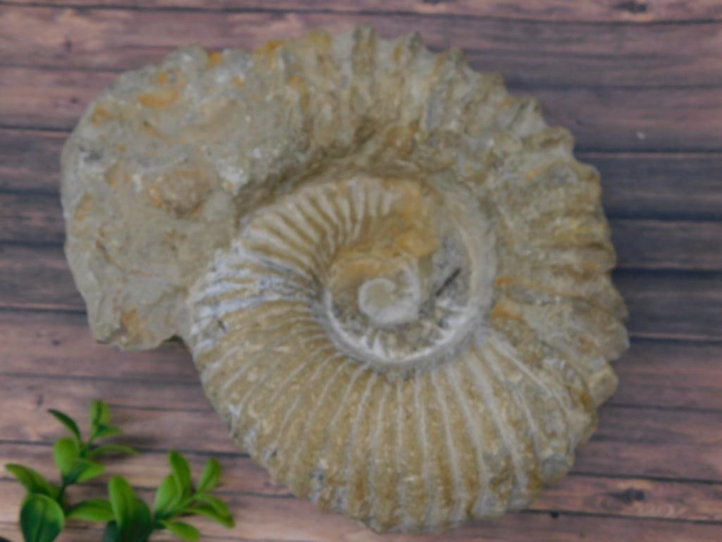 AMMONITE FOSSIL ROCK STONE LAPIDARY SPECIMEN (1 of 2)