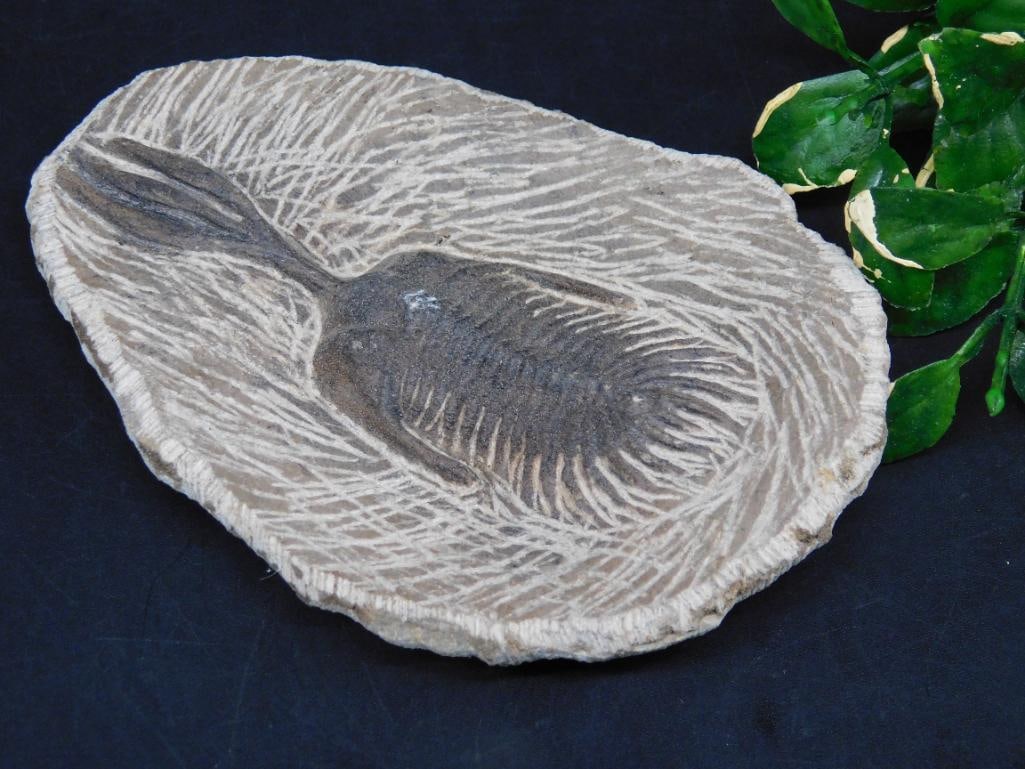 SPINY TRICORN TRILOBITE FOSSIL ROCK STONE LAPIDARY SPECIMEN: SPINY TRICORN TRILOBITE FOSSIL ROCK STONE LAPIDARY SPECIMEN