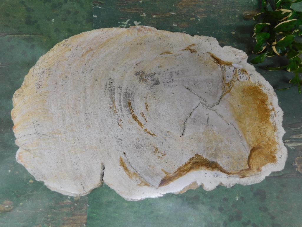 PETRIFIED WOOD SLAB ROCK STONE LAPIDARY SPECIMEN (1 of 2)