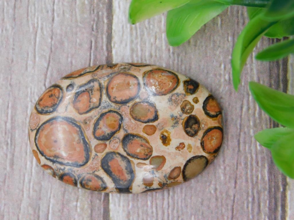 FOSSIL STONE CABOCHON ROCK STONE LAPIDARY SPECIMEN: FOSSIL STONE CABOCHON ROCK STONE LAPIDARY SPECIMEN