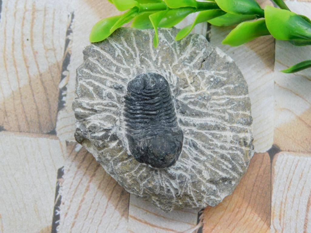 TRILOBITE FOSSIL ROCK STONE LAPIDARY SPECIMEN: TRILOBITE FOSSIL ROCK STONE LAPIDARY SPECIMEN