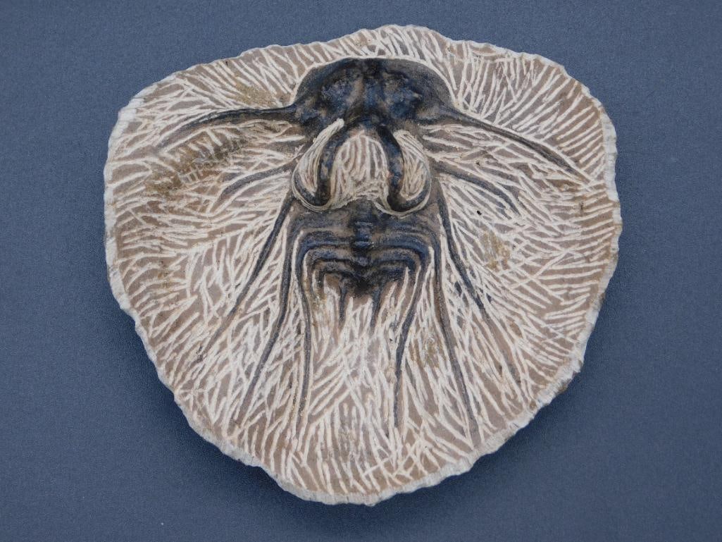 DICRANUS HAMATAS ELEGANTUS TRILOBITE FOSSIL ROCK STONE LAPIDARY SPECIMEN (1 of 2)