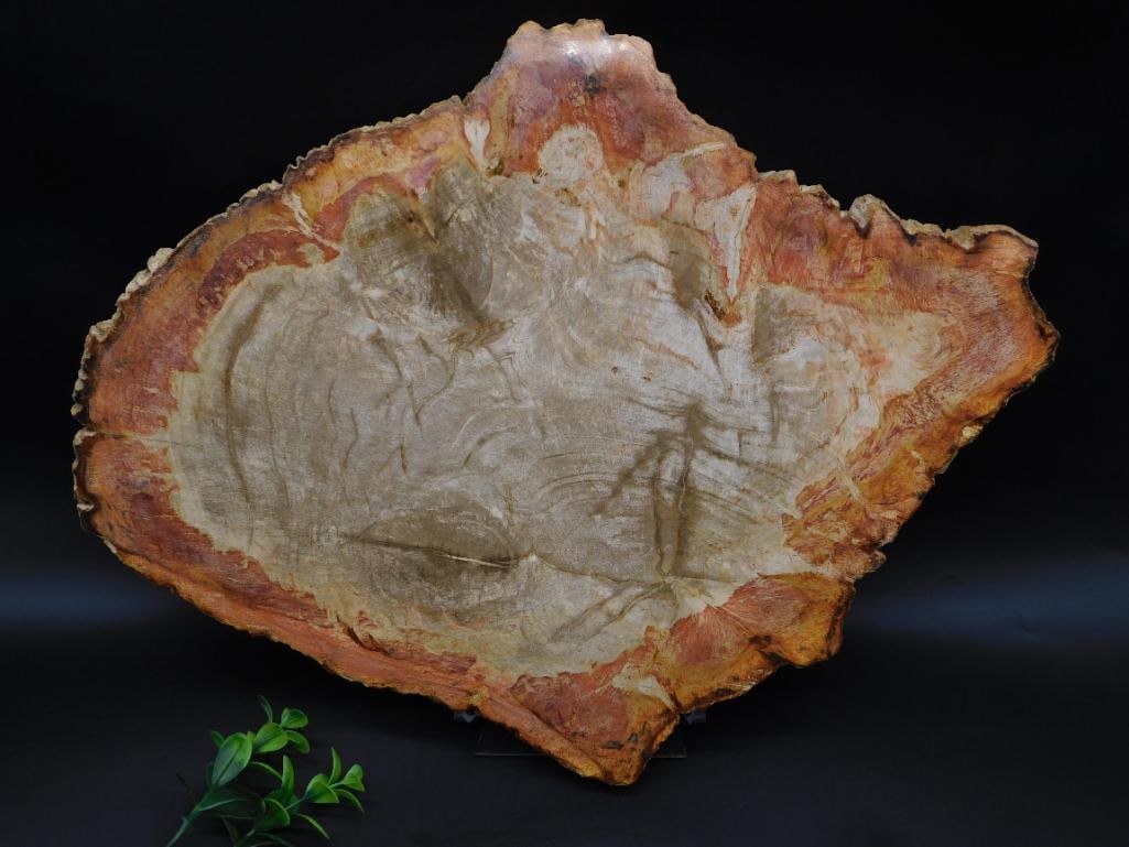 PETRIFIED WOOD SLAB ROCK STONE LAPIDARY SPECIMEN (1 of 3)