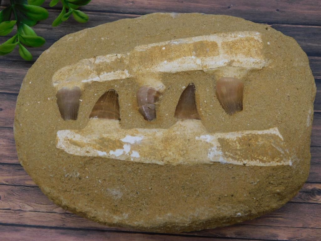 MOSASAUR FOSSIL ROCK STONE LAPIDARY SPECIMEN: MOSASAUR FOSSIL ROCK STONE LAPIDARY SPECIMEN