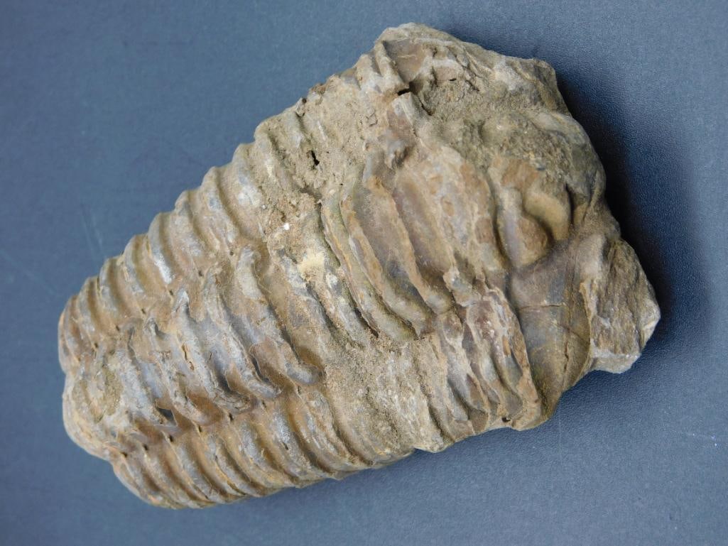 TRILOBITE FOSSIL ROCK STONE LAPIDARY SPECIMEN: TRILOBITE FOSSIL ROCK STONE LAPIDARY SPECIMEN