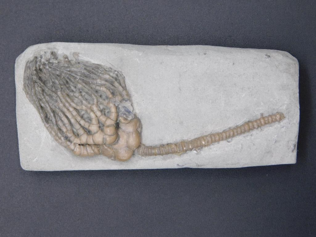 CRINOID FOSSIL ROCK STONE LAPIDARY SPECIMEN (1 of 2)