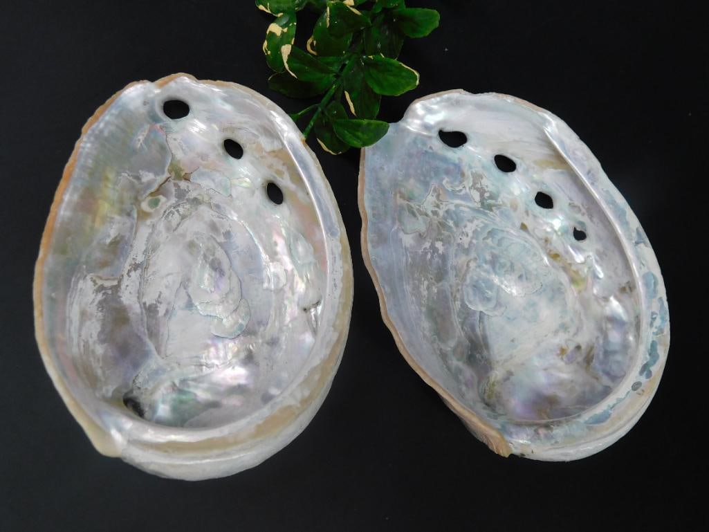 ABALONE SHELLS ROCK STONE LAPIDARY SPECIMEN (1 of 2)