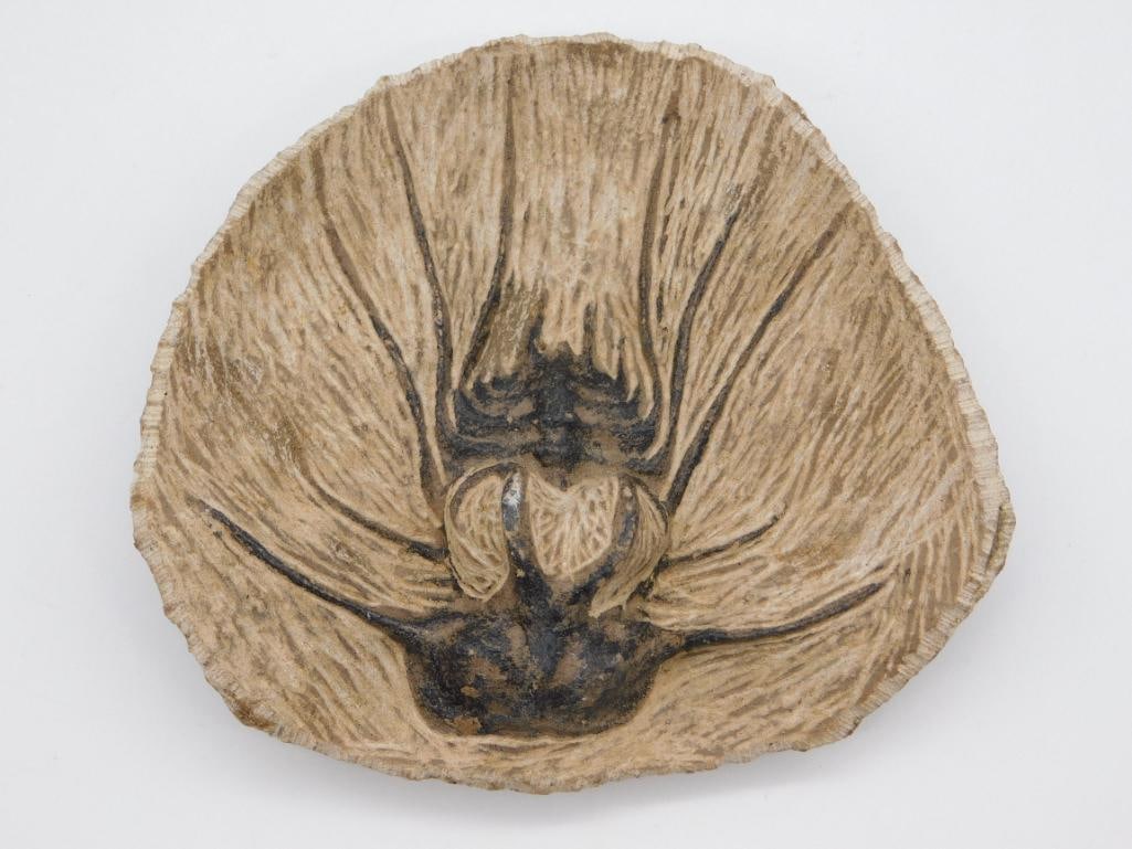 FOSSIL ROCK STONE LAPIDARY SPECIMEN: FOSSIL ROCK STONE LAPIDARY SPECIMEN