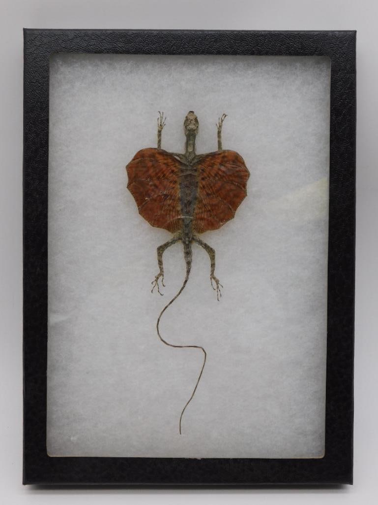 DRACO FLYING DRAGON LIZARD DISPLAY (1 of 3)