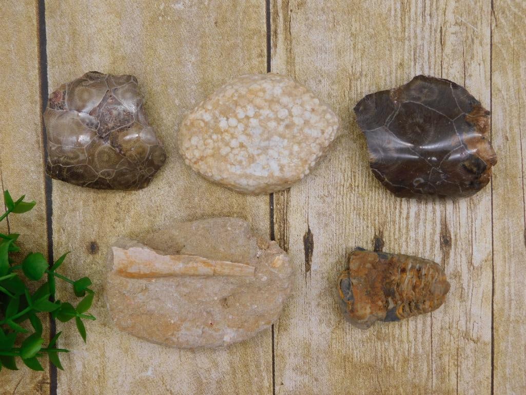 MIXED FOSSIL LOT ROCK STONE LAPIDARY SPECIMEN: MIXED FOSSIL LOT ROCK STONE LAPIDARY SPECIMEN