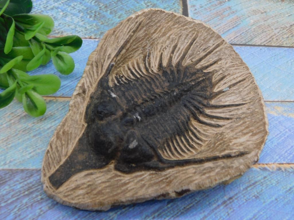SPINY TRICORN TRILOBITE FOSSIL ROCK STONE LAPIDARY SPECIMEN: SPINY TRICORN TRILOBITE FOSSIL ROCK STONE LAPIDARY SPECIMEN