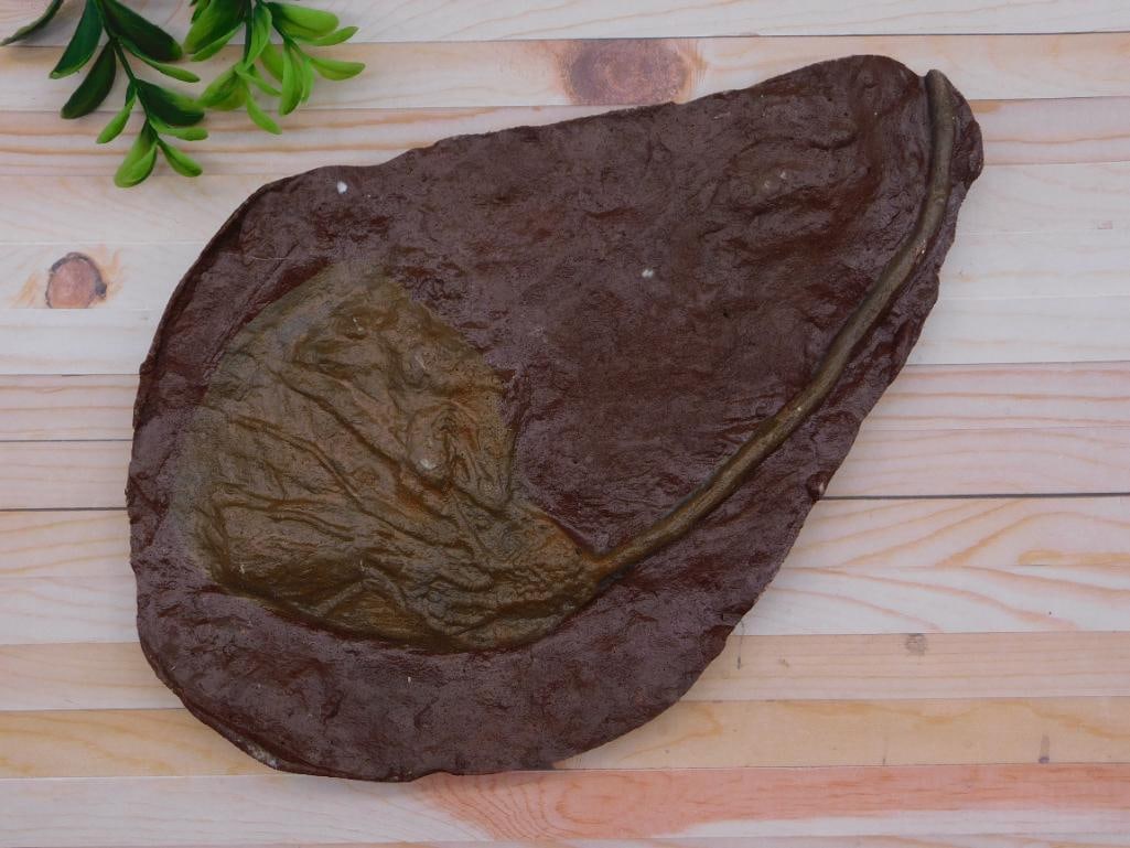 CRINOID FOSSIL ROCK STONE LAPIDARY SPECIMEN: CRINOID FOSSIL ROCK STONE LAPIDARY SPECIMEN