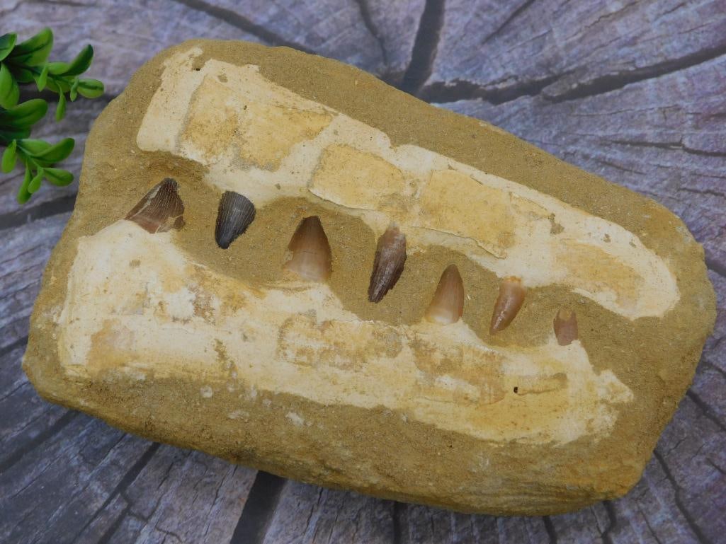 MOSASAUR FOSSIL ROCK STONE LAPIDARY SPECIMEN (1 of 2)