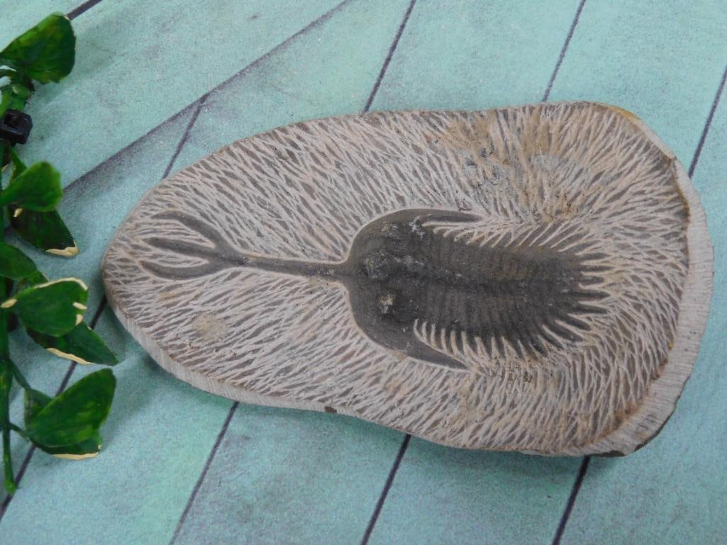 SPINY TRICORN TRILOBITE FOSSIL ROCK STONE LAPIDARY SPECIMEN: SPINY TRICORN TRILOBITE FOSSIL ROCK STONE LAPIDARY SPECIMEN