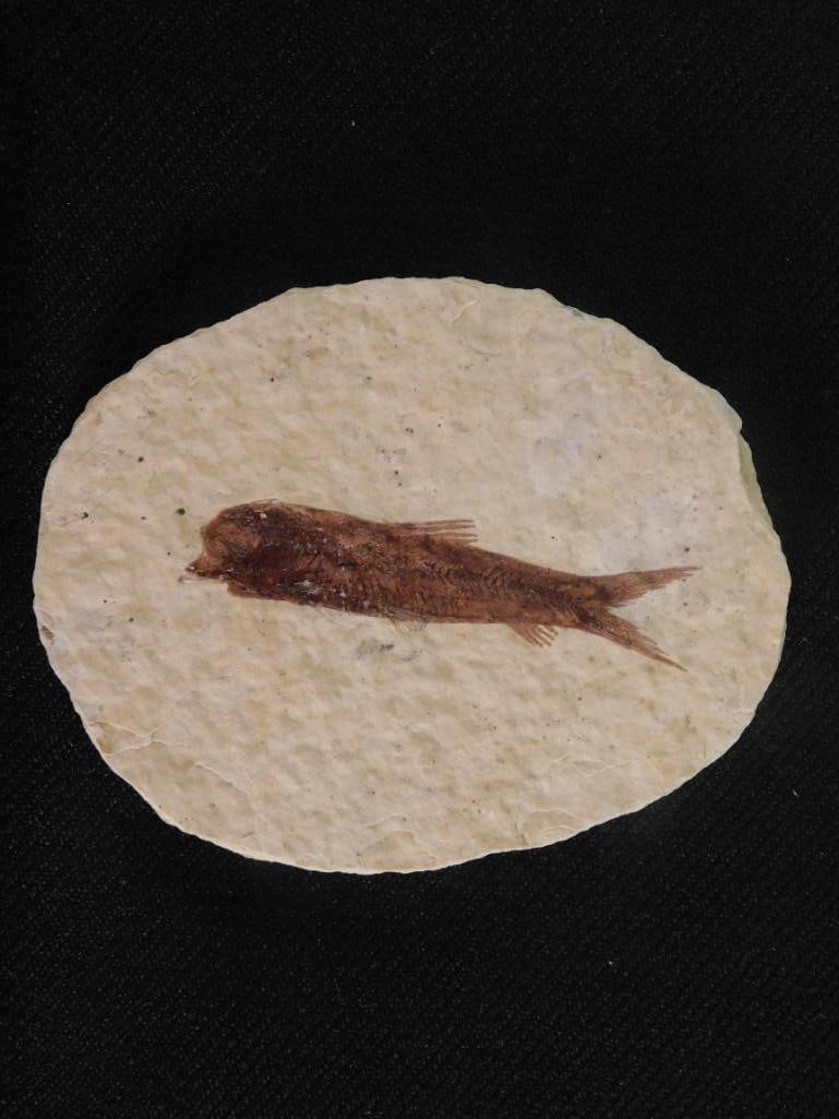 FOSSILIZED FISH ROCK STONE LAPIDARY SPECIMEN (1 of 2)