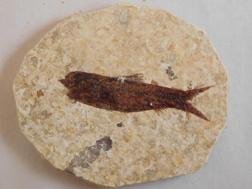 FOSSILIZED FISH ROCK STONE LAPIDARY SPECIMEN (1 of 2)