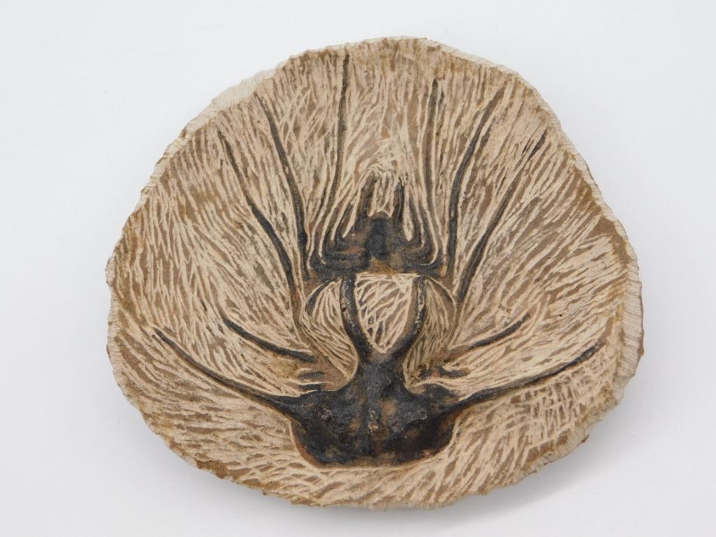 FOSSIL ROCK STONE LAPIDARY SPECIMEN: FOSSIL ROCK STONE LAPIDARY SPECIMEN