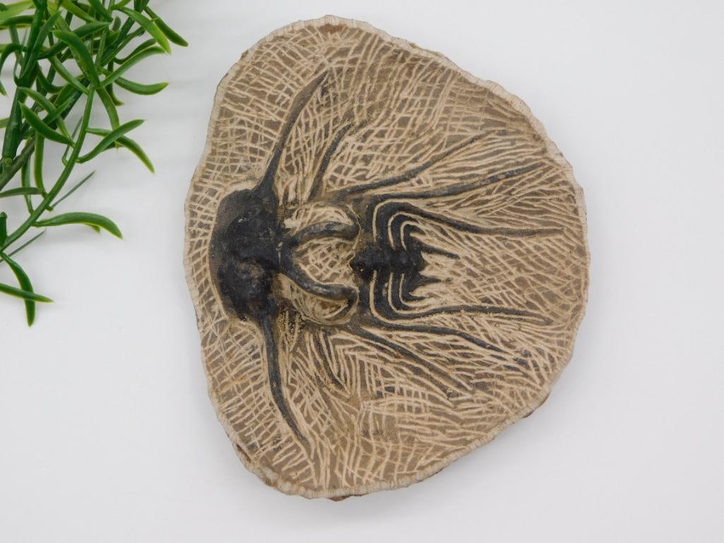 DICRANUS HAMATAS ELEGANTUS TRILOBITE FOSSIL ROCK STONE LAPIDARY SPECIMEN: DICRANUS HAMATAS ELEGANTUS TRILOBITE FOSSIL ROCK STONE LAPIDARY SPECIMEN