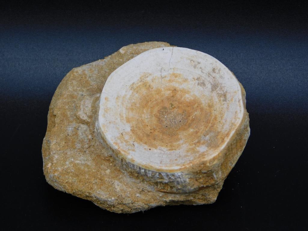 SHARK VERTEBRAE FOSSIL ROCK STONE LAPIDARY SPECIMEN (1 of 2)