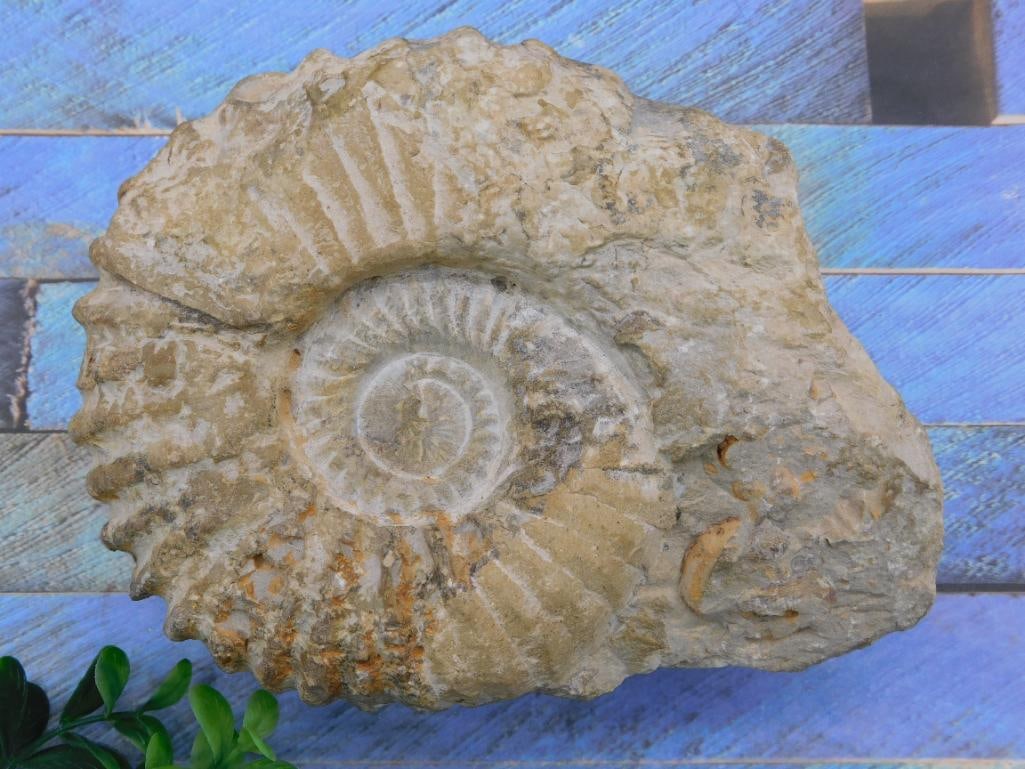 3 POUND AMMONITE ROCK STONE LAPIDARY SPECIMEN (1 of 2)