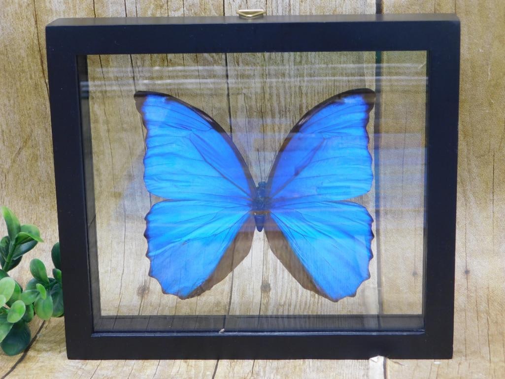 BLUE MORPHO DISPLAY TAXIDERMY (1 of 2)
