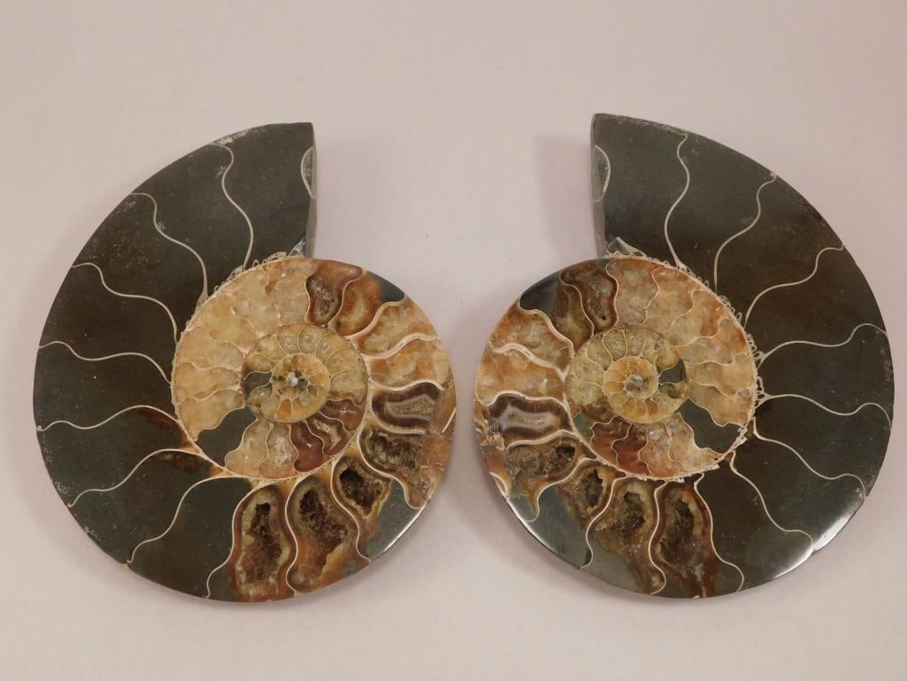 MAPLE LEAF PATTERN AMMONITE ROCK STONE LAPIDARY SPECIMEN (1 of 6)