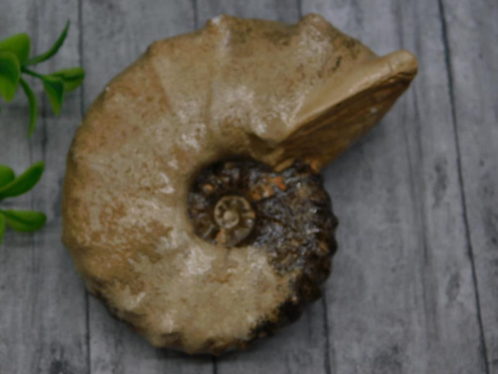 KNOBBY AMMONITE FOSSIL ROCK STONE LAPIDARY SPECIMEN (1 of 3)