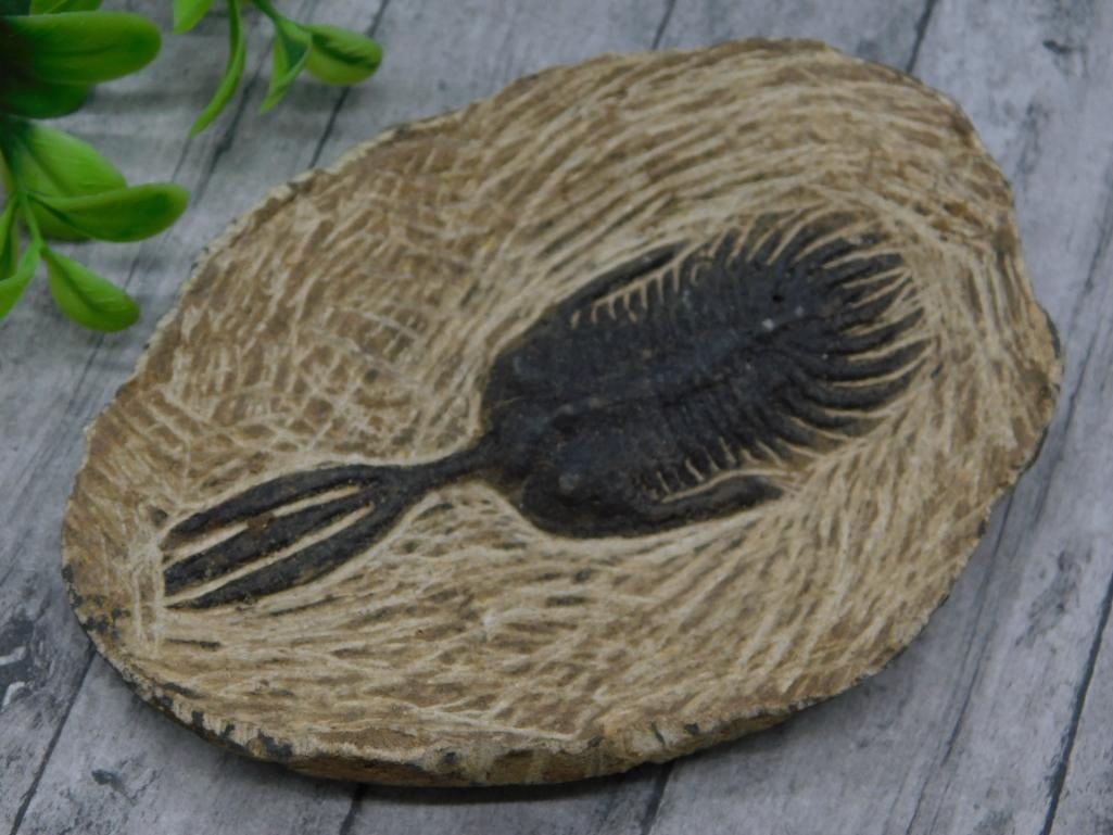 SPINY TRICORN TRILOBITE FOSSIL ROCK STONE LAPIDARY SPECIMEN (1 of 2)