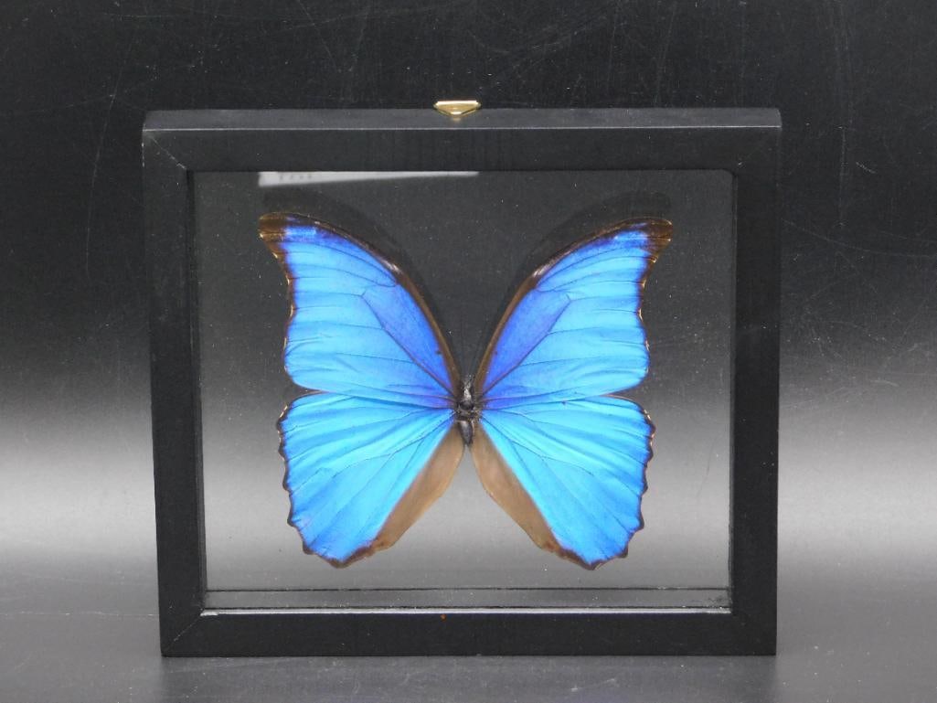 BLUE MORPHO BUTTERFLY IN DISPLAY (1 of 2)