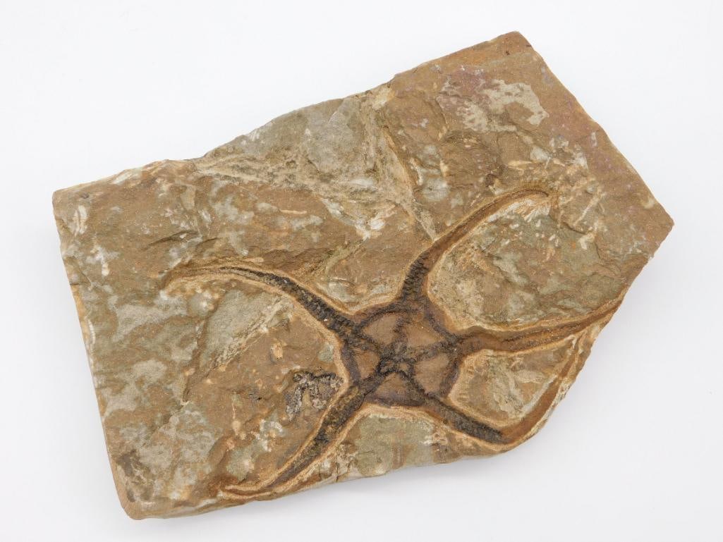 2 POUND BRITTLE STAR FOSSIL ROCK STONE LAPIDARY SPECIMEN (1 of 2)