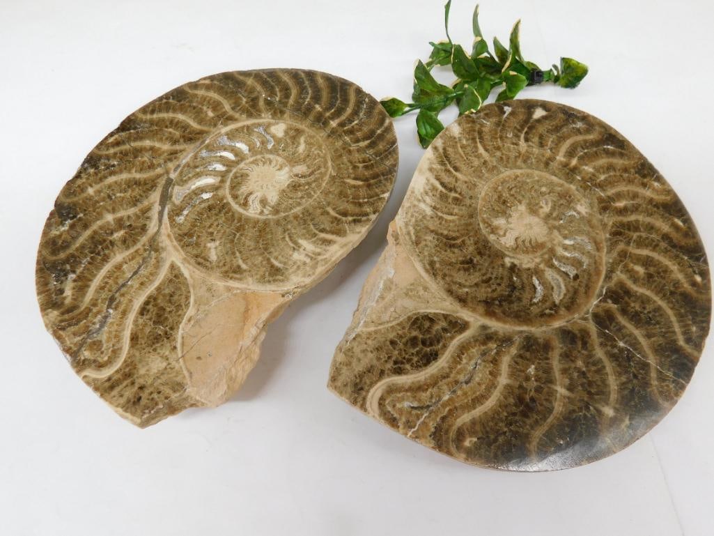 AMMONITE HALVES ROCK STONE LAPIDARY SPECIMEN (1 of 2)