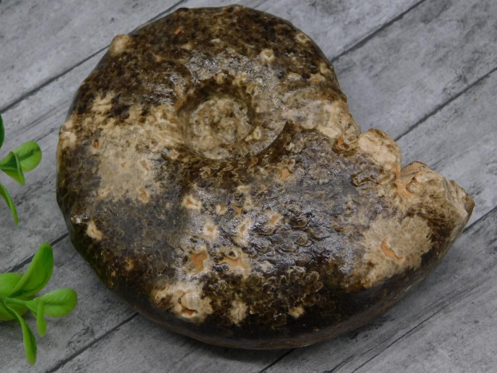 KNOBBY AMMONITE ROCK STONE LAPIDARY SPECIMEN (1 of 3)