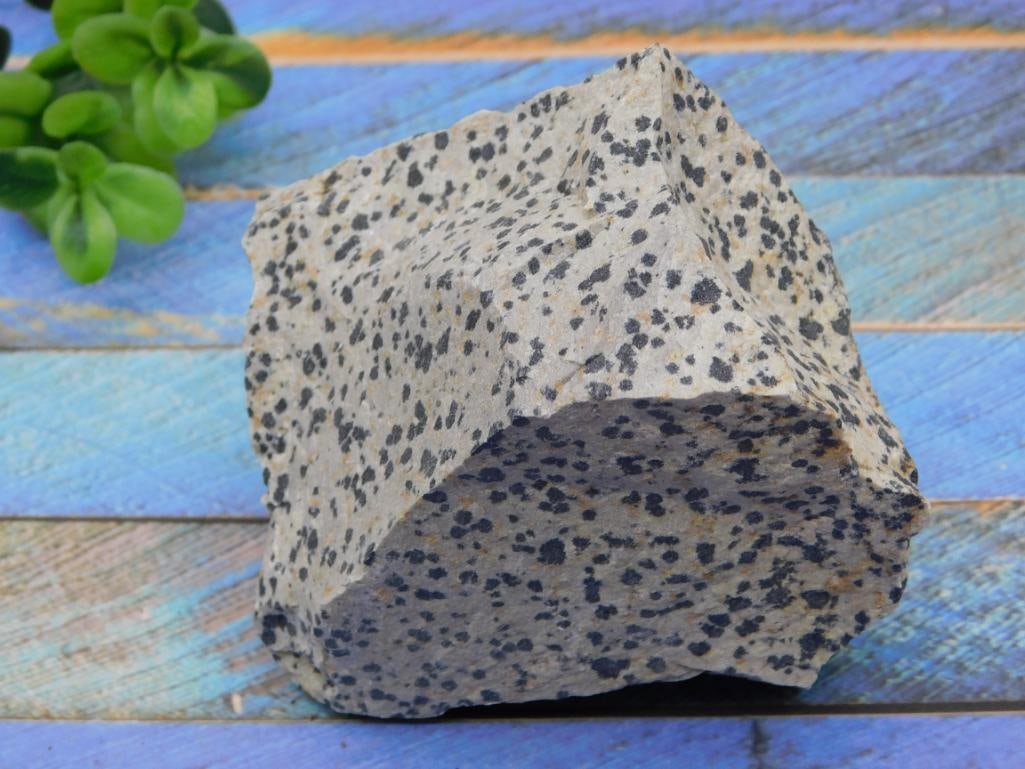 DALMATION JASPER ROCK STONE LAPIDARY SPECIMEN: DALMATION JASPER ROCK STONE LAPIDARY SPECIMEN