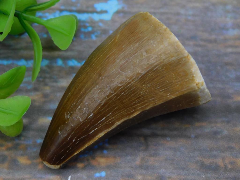 DINOSAUR TOOTH ROCK STONE LAPIDARY SPECIMEN: DINOSAUR TOOTH ROCK STONE LAPIDARY SPECIMEN