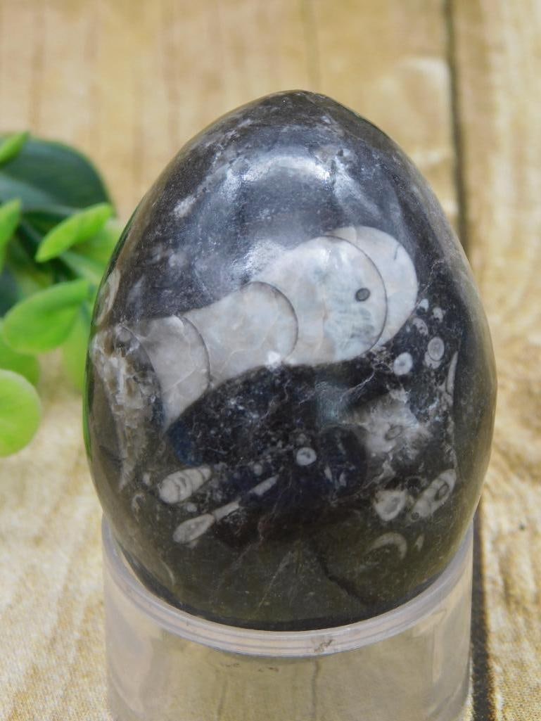 ORTHOCERAS EGG ROCK STONE LAPIDARY SPECIMEN: ORTHOCERAS EGG ROCK STONE LAPIDARY SPECIMEN