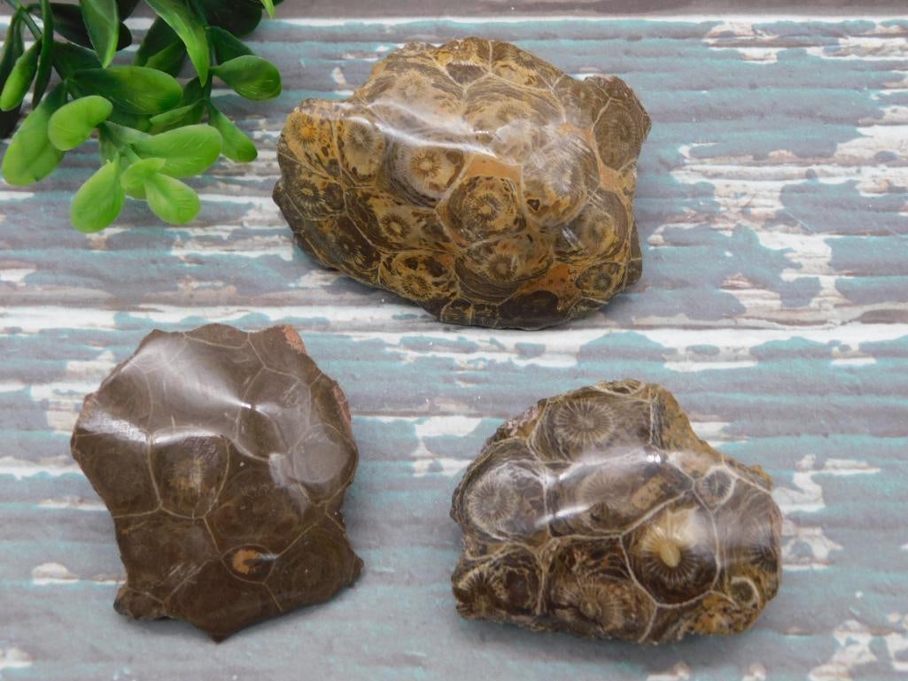 PETOSKEY FOSSILIZED CORAL ROCK STONE LAPIDARY SPECIMEN (1 of 2)