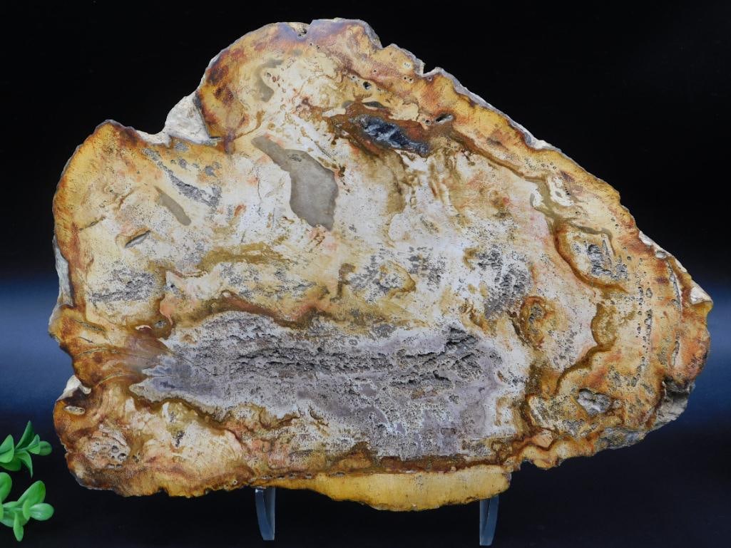 PETRIFIED WOOD SLAB ROCK STONE LAPIDARY SPECIMEN (1 of 2)