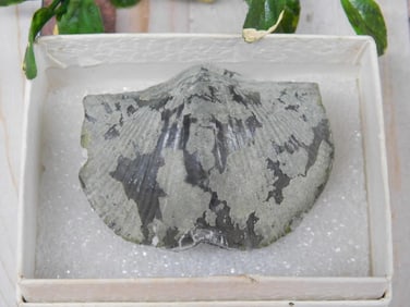 BRACHIOPOD ROCK STONE LAPIDARY SPECIMEN