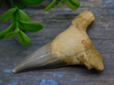 SHARK TOOTH ROCK STONE LAPIDARY SPECIMEN