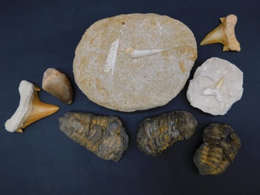 MIXED FOSSIL LOT ROCK STONE LAPIDARY SPECIMEN