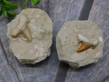 SHARK TEETH IN MATRIX ROCK STONE LAPIDARY SPECIMEN